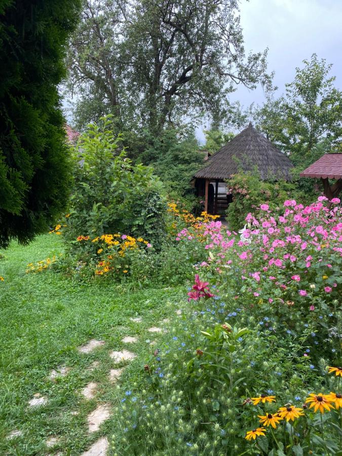 Vila Sorina Borşa Zewnętrze zdjęcie